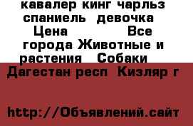  кавалер кинг чарльз спаниель -девочка › Цена ­ 45 000 - Все города Животные и растения » Собаки   . Дагестан респ.,Кизляр г.